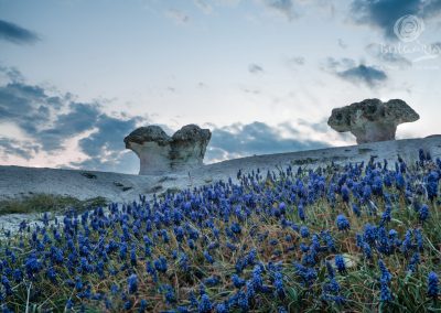 the-stone-mushrooms